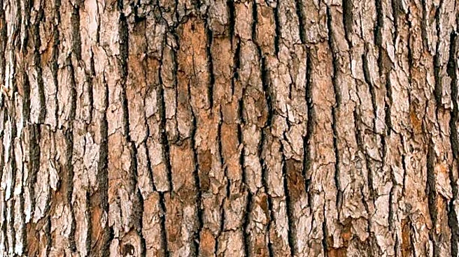 Why you should know about silverbark