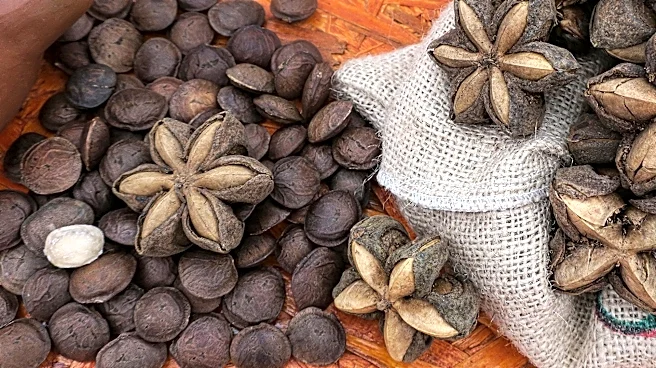 Why you must know about South America's sacha inchi seeds