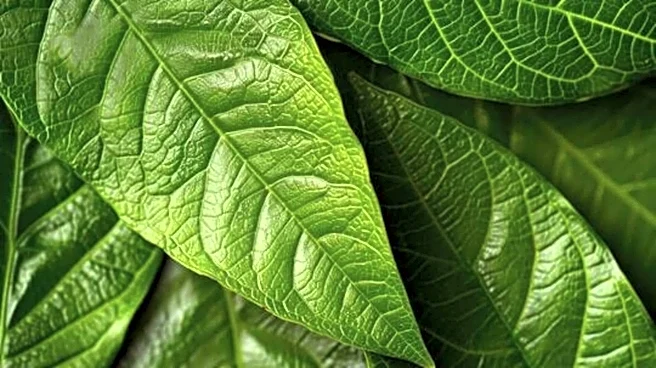 Why you should know about soursop leaves