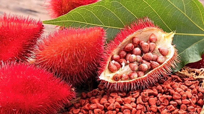 Annatto seeds: The tiny superfood you need