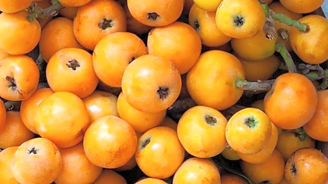 5 amazing health benefits of loquat