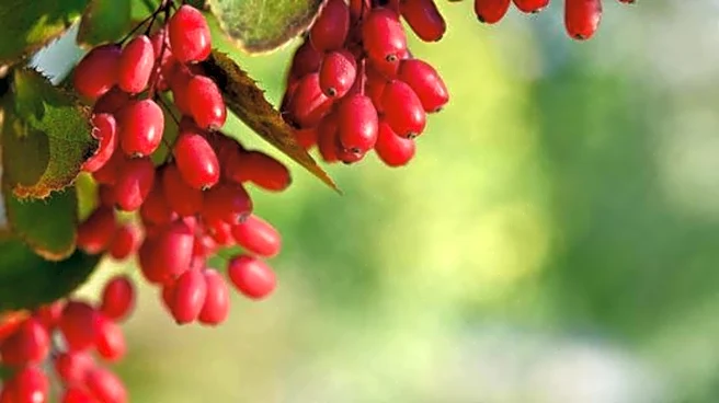 Why nutritionists are talking about barberry