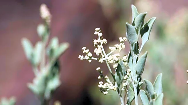 What is saltbush? Why it is used in skincare