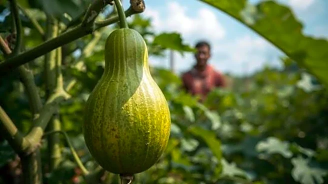 Grow ash gourd at home with this simple guide