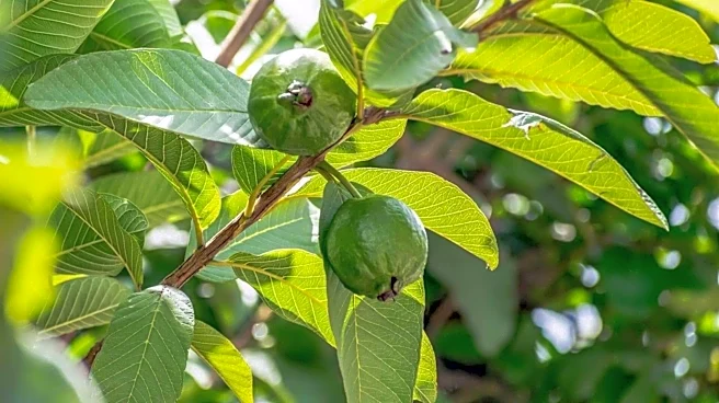 We bet you didn't know guava leaves had these benefits!