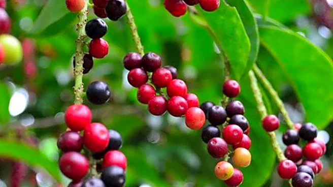 Bignay: This tiny fruit has surprising health benefits