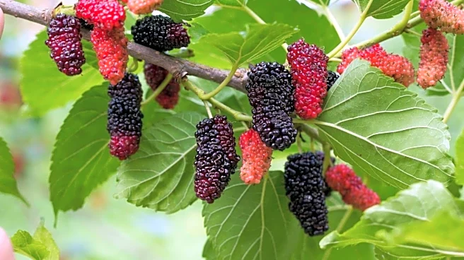 5 surprising health benefits of mulberries