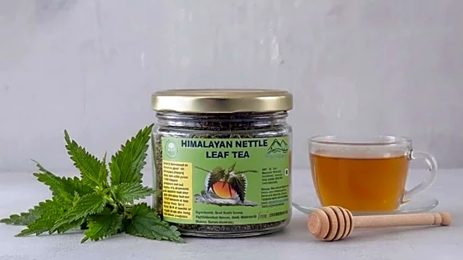 Why you must include nettle leaf tea in your diet