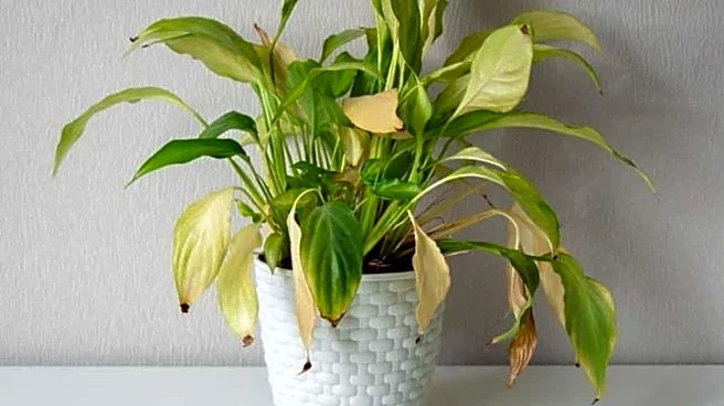 How to fix sunburnt indoor plants