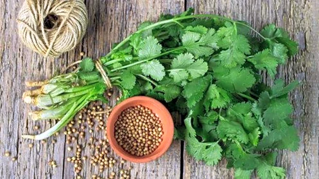 5 reasons to start eating coriander daily