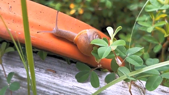 How snail watching can boost your mental health
