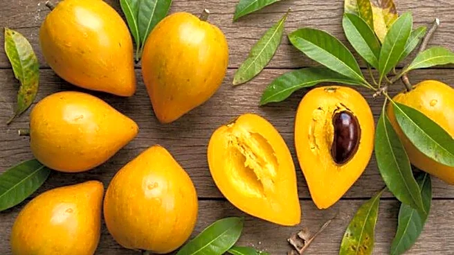 What is canistel fruit?