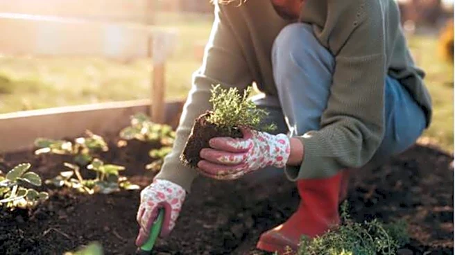 Activated charcoal for plants: Benefits and uses