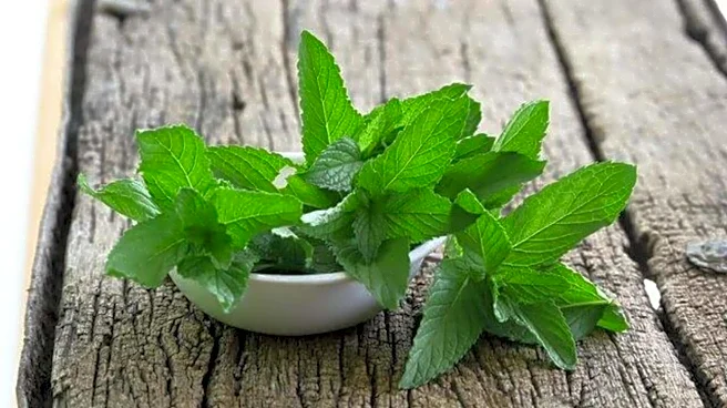 Wild mint: A versatile herb for oral health