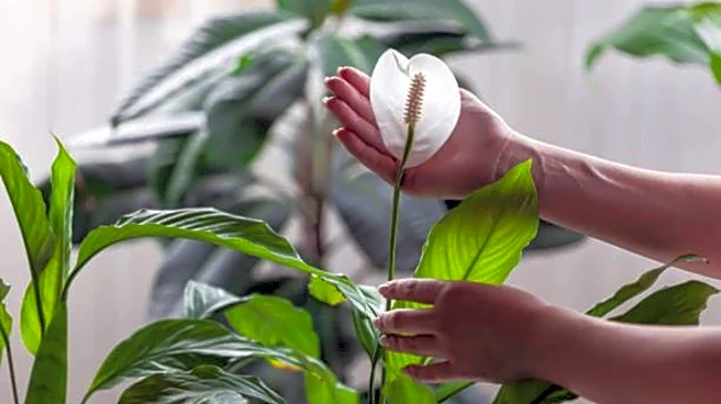 How to care for your peace lily plant