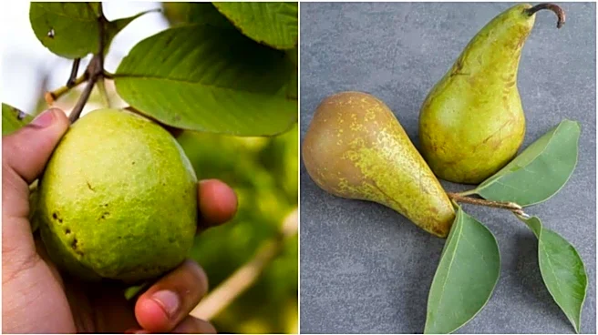 Guava v/s pear: Which has more fiber?