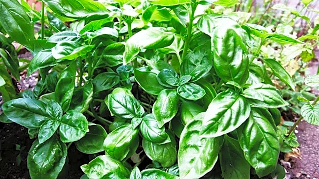 How to use basil leaves to soothe insect bites