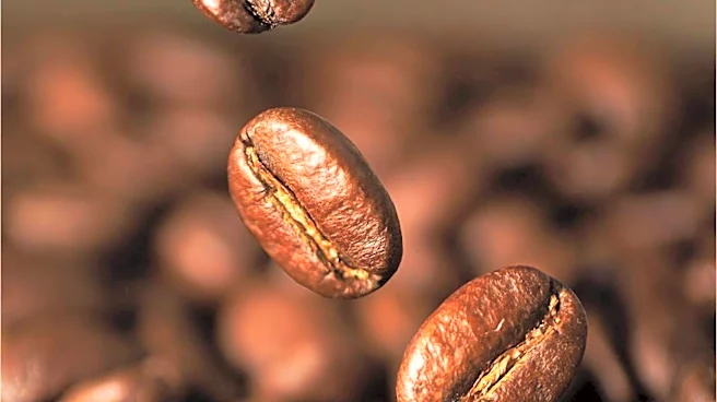 Benefits of robusta coffee beans you probably didn't know