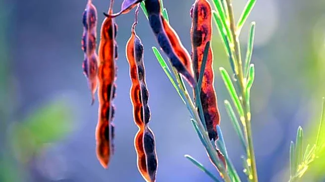 Forget chia: Wattleseed is the next big superfood