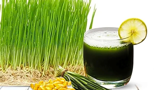 Add wheatgrass to your routine for a healthier lifestyle