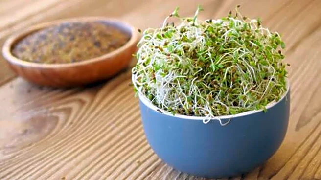 Alfalfa seeds: The underrated superfood you need