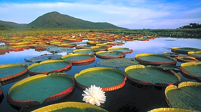 Brazilian Pantanal: All about the world's largest flooded grasslands