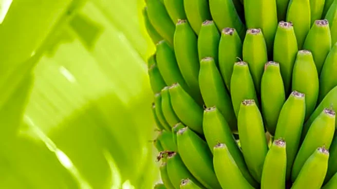 5 classic recipes featuring green bananas