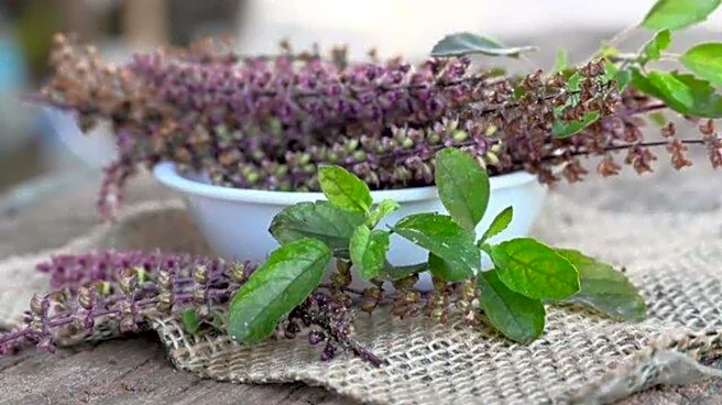 How to use basil leaves for wellness