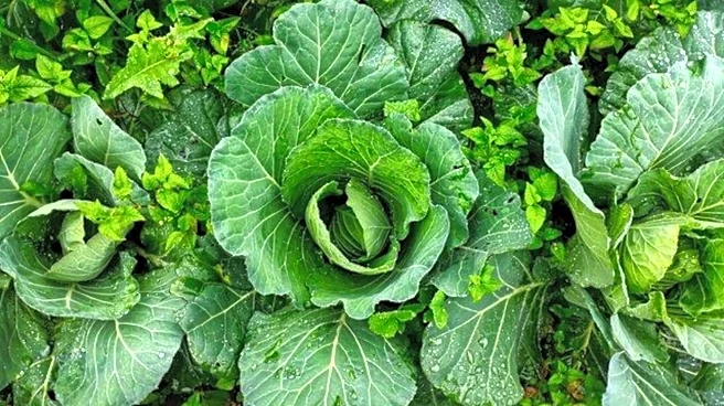 Why you should start eating wild lettuce