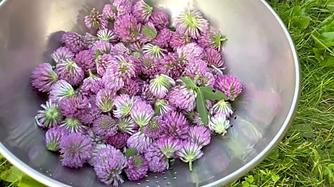 Red clover: A herb you must include in your diet