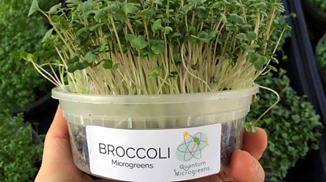 Why you must include broccoli microgreens in your diet