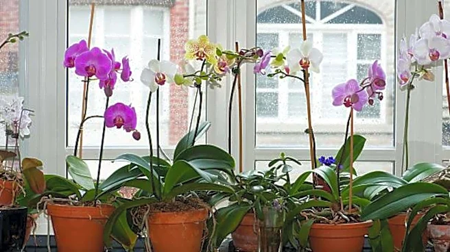 This tea bag trick can help your orchids thrive