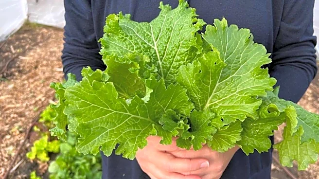 Dislike mustard greens? These recipes may make you rethink