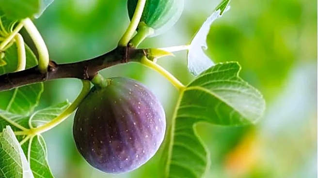 Why you should know about wild fig