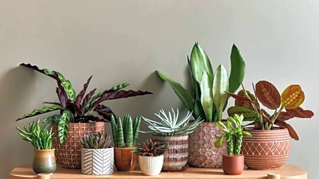 How to protect your plants from temperature changes