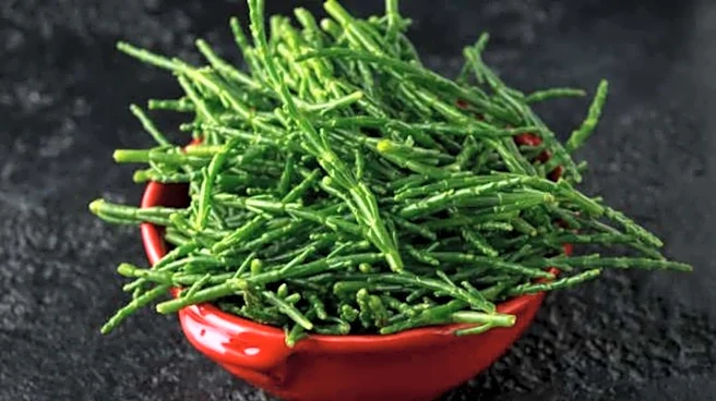 Rock samphire: The next big thing in superfoods