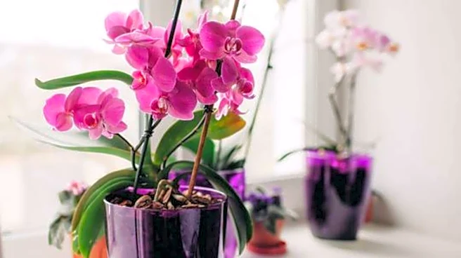 How to keep your orchids happy