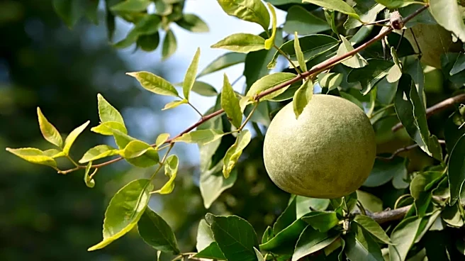 Bael fruit: The magic remedy for your digestive issues