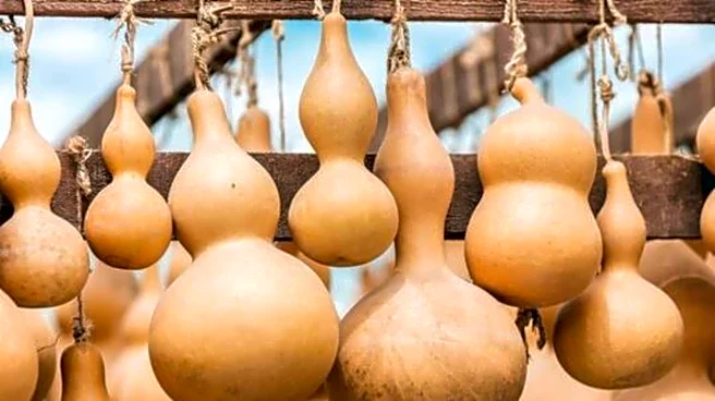 Calabash: 5 cultural uses of this gourd