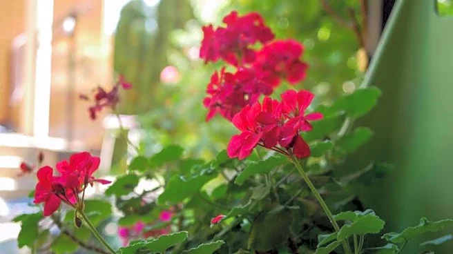 Geranium: A herb valued in natural wellness