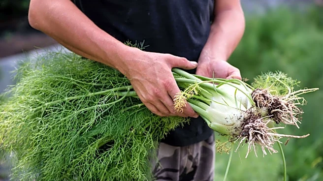 Fennel bulbs: 5 recipes you'll love