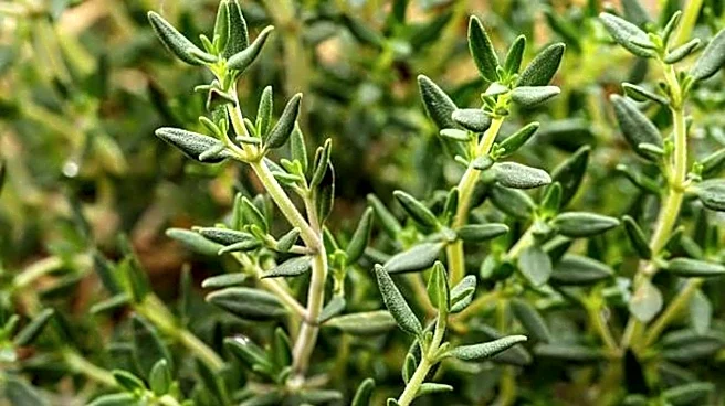 How to grow thyme without soil