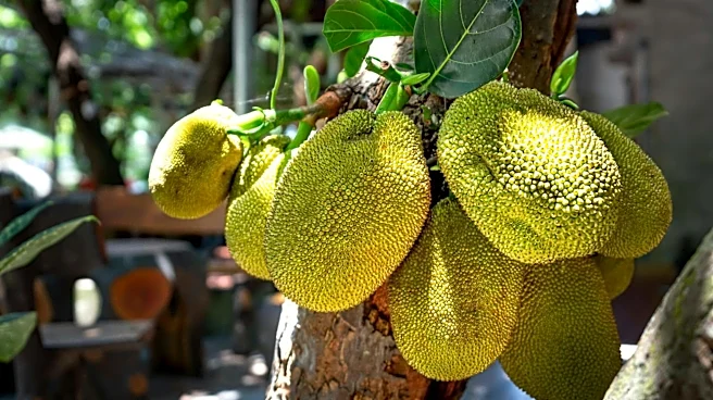 Why do jackfruit and avocado taste so good together