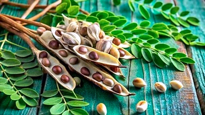Why you must add moringa to your diet