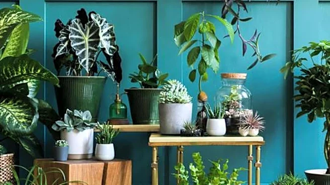 These plants can make your indoor air less humid