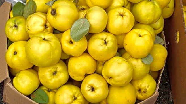 Heard of quince fruit?