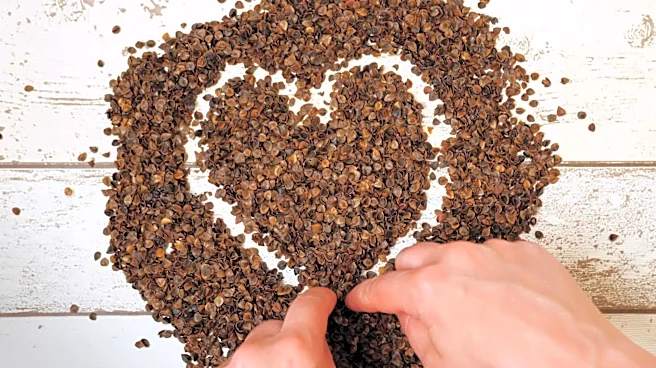 Puffed buckwheat clusters: A healthier popcorn alternative