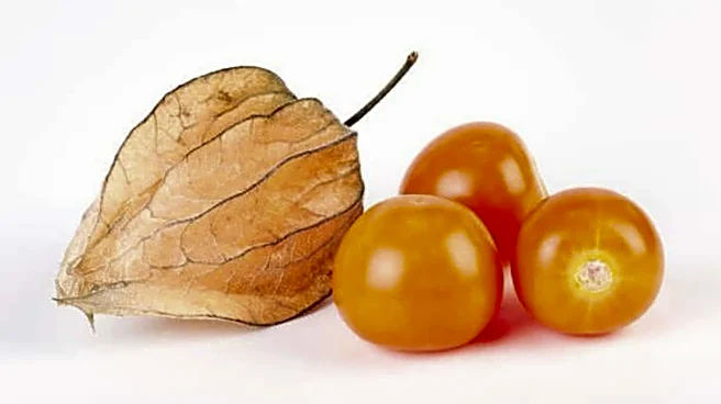 Cape gooseberry: A natural anti-inflammatory powerhouse