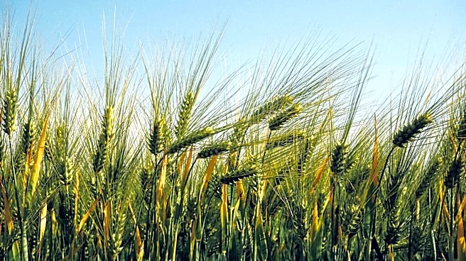 Why Icelandic barley snacks are so popular