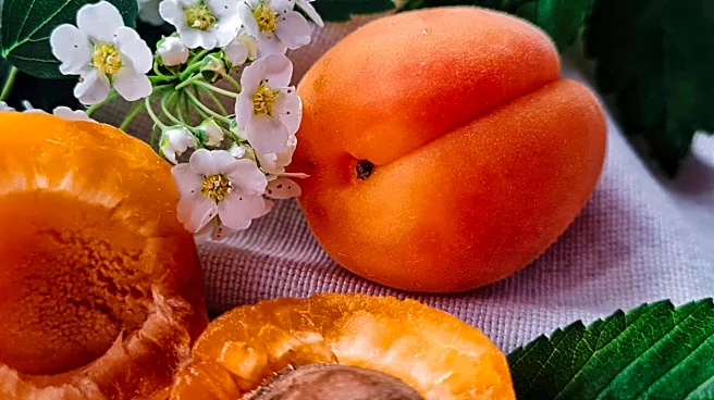 Apricot or Avocado: Which fruit is better for you?